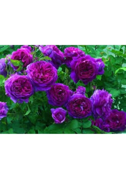 5 Adet Tohum Nadir Mor Gül Tohumu Organik Bahçe Gülü Mor Gül Tohumu Saksı Toprak Hediyemizdir fiyatları