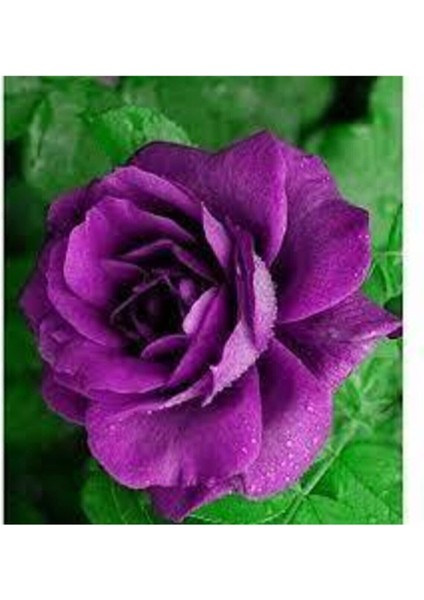 5 Adet Tohum Nadir Mor Gül Tohumu Organik Bahçe Gülü Mor Gül Tohumu Saksı Toprak Hediyemizdir modelleri