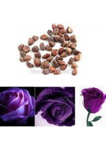 5 Adet Tohum Nadir Mor Gül Tohumu Organik Bahçe Gülü Mor Gül Tohumu Saksı Toprak Hediyemizdir fırsatları