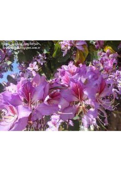 5 Adet Tohum Orkide Ağacı Mis Kokulu Orkide Tohumu Pembe Orkide Ağacı Tohumu Sürpriz Hediye Tohumlu modelleri