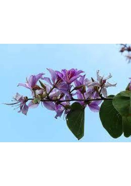 5 Adet Tohum Orkide Ağacı Mis Kokulu Orkide Tohumu Pembe Orkide Ağacı Tohumu Sürpriz Hediye Tohumlu fırsatları