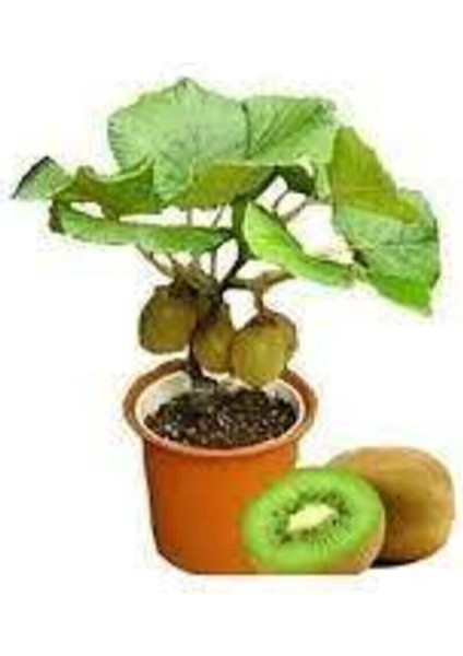 5 Adet Tohum Bodur Kivi Bonsai Ağacı Tohumu Saksı Toprak Süpriz Hediye Bonsai Ağacı Tohumludur