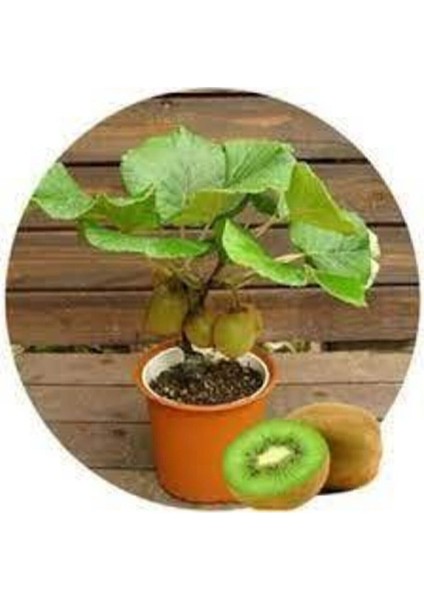 5 Adet Tohum Bodur Kivi Bonsai Ağacı Tohumu Saksı Toprak Süpriz Hediye Bonsai Ağacı Tohumludur modelleri