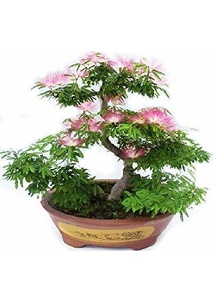 Bodur Bonsai Gülibrişim Ağacı Tohumu 5 Tohum + Ekim Seti + Toprak + Saksı fiyatları