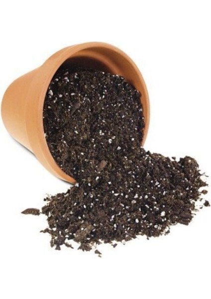 Bodur Bonsai Gülibrişim Ağacı Tohumu 5 Tohum + Ekim Seti + Toprak + Saksı fırsatları