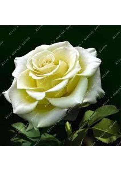 5 Adet Tohum Nadir Beyaz Gül Tohumu Organik Bahçe Gülü Saksı Toprak Hediyemiz