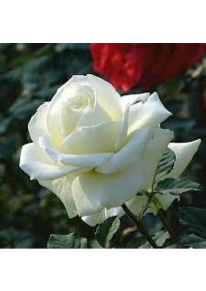 5 Adet Tohum Nadir Beyaz Gül Tohumu Organik Bahçe Gülü Saksı Toprak Hediyemiz fiyatları