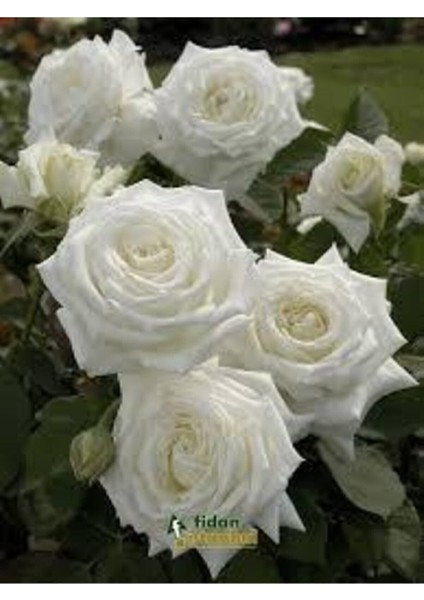 5 Adet Tohum Nadir Beyaz Gül Tohumu Organik Bahçe Gülü Saksı Toprak Hediyemiz modelleri