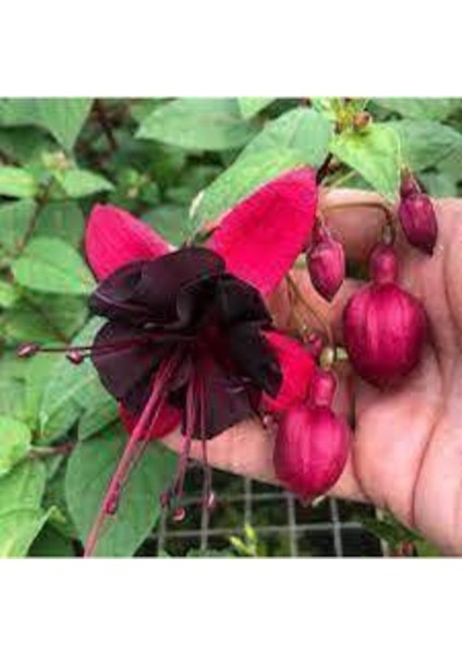 Nadir Siyah Küpeli Çiçeği Tohumu 10 Adet fiyatları