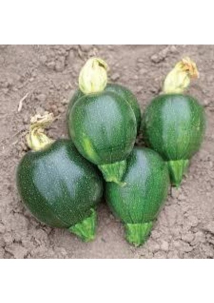 25 Adet Tohum Dolmalık Nadir Topak Kabak Tohumu Kabak Tohumu Topak Kabak Tohumu Sürpriz Hediye Tohum fiyatları