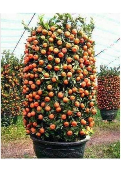 5 Adet Tohum Bodur Bonsai Mandalina Tohumu Bonzai Ağacı Tohum fırsatları