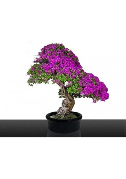 Bodur Bonsai Erguvan Ağacı Tohumu 5 Adet Tohum modelleri