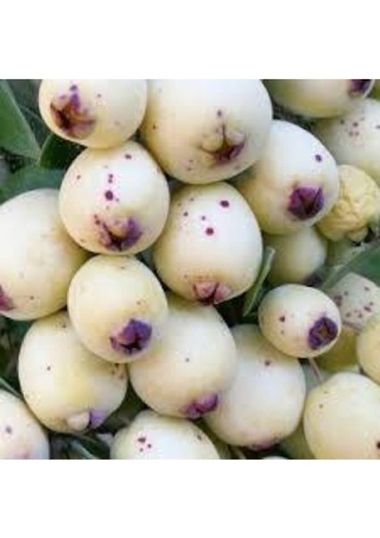 10 Adet Tohum Tropikal Nadir Hambeles Meyvesi Tohumu Orjinak Tohum Sürpriz Hediye Tohumludur fiyatları