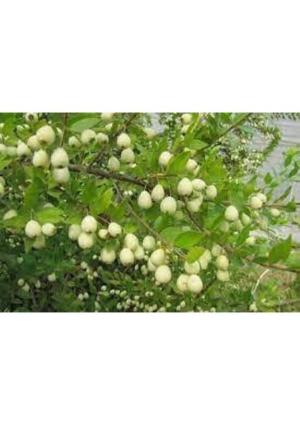 10 Adet Tohum Tropikal Nadir Hambeles Meyvesi Tohumu Orjinak Tohum Sürpriz Hediye Tohumludur modelleri