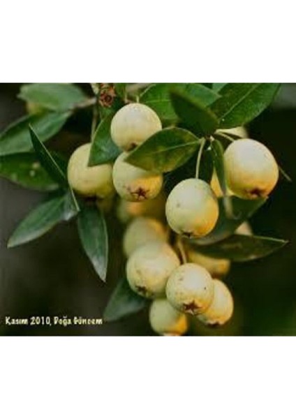 10 Adet Tohum Tropikal Nadir Hambeles Meyvesi Tohumu Orjinak Tohum Sürpriz Hediye Tohumludur fırsatları