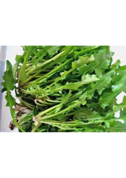 25 Adet Nadir Hindiba Tohumu Hindibağı Tohumu