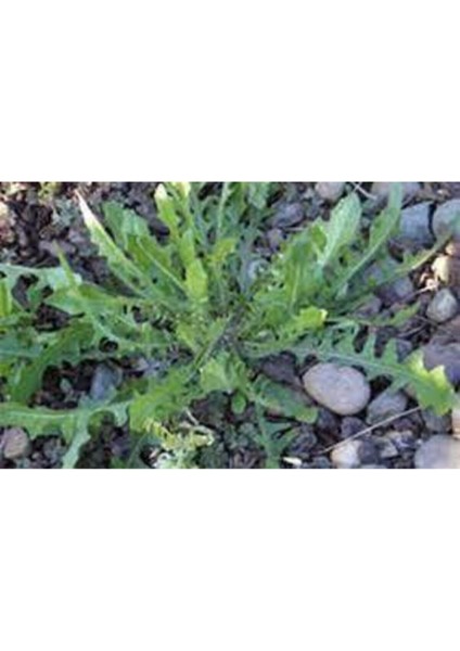 25 Adet Nadir Hindiba Tohumu Hindibağı Tohumu fiyatları