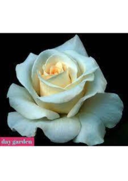 5 Adet Tohum Nadir Beyaz Gül Tohumu Organik Bahçe Gülü Saksı Toprak Hediyemiz fiyatları