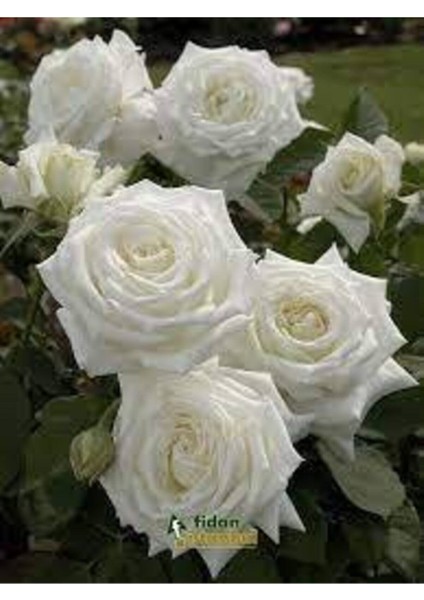 5 Adet Tohum Nadir Beyaz Gül Tohumu Organik Bahçe Gülü Saksı Toprak Hediyemiz modelleri