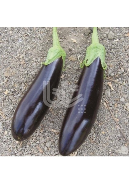 50 Adet Tohum Organik Hobi Bahçe Siyah Uzun Kemer Mor Patlıcan Tohumu