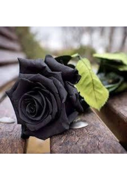 15 Adet Tohum Nadir Organik Siyah Gül Tohumu Kara Gül Saksı Toprak fiyatları