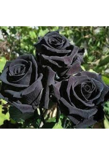 15 Adet Tohum Nadir Organik Siyah Gül Tohumu Kara Gül Saksı Toprak modelleri
