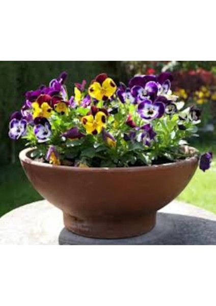 20 Adet Tohum Nadir Hercai Menekşe Çiçeği Tohumu Mezar Kabir Çiçeği Tohumu