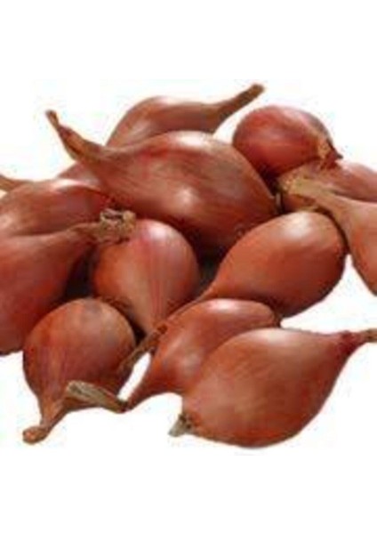 25 Adet Tohum Eko Paket Kıska Soğan Tohum Soğan Tohum Soğan Kıska Tohum Sürpriz Hediye Sebze Tohum