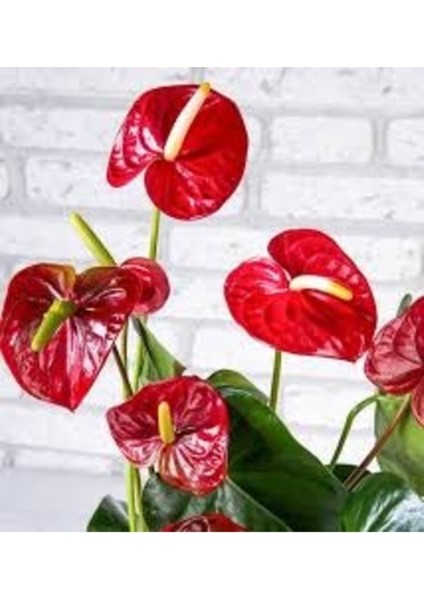 15 Adet Tohum Flamingo Çiçeği Tohumu Hobi Balkon Çiçeği Flamingo Kırmızı Çiçek Tohumu Hediye Tohum