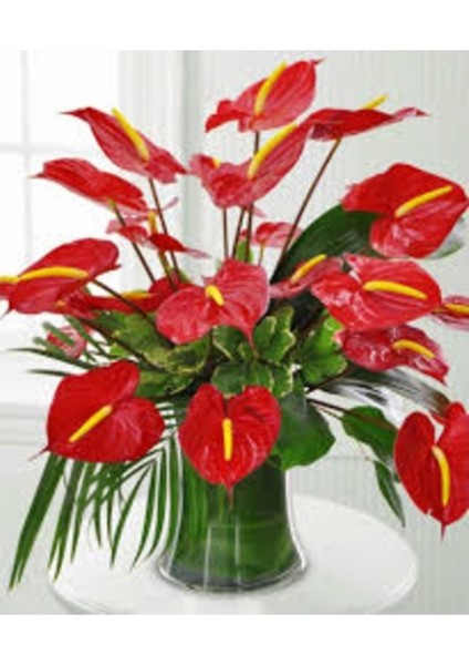 15 Adet Tohum Flamingo Çiçeği Tohumu Hobi Balkon Çiçeği Flamingo Kırmızı Çiçek Tohumu Hediye Tohum fiyatları