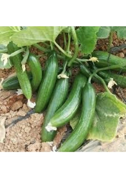 30 Adet Tohum Silor Yerli Parmak Salatalık Tohumu Sülor Salatalık Sürpriz Tohum fiyatları