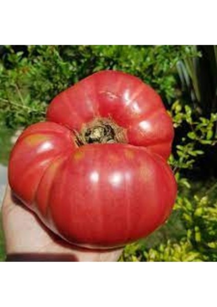 100 Adet Tohum Nadir Afyon Tınaz Tepe Organik Yerli Lezzetli Domatesler
