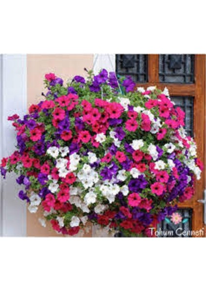 50 Adet Tohum Nadir Karışık Petunya Çiçeği Mezar Kabir Çiçeği Saksı Toprak Hediye