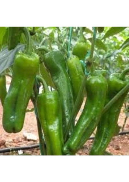 50 Adet Tohum Organik Taze Hasat Mazamart Tatlı Köy Biber Tohumu Saksı Toprak Hediyeli