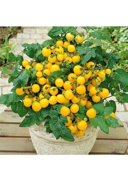 50 Adet Tohum Nadir Organik Sarı Çeri Domates Tohumu Taze Hasat Tohum Hediye Tohum