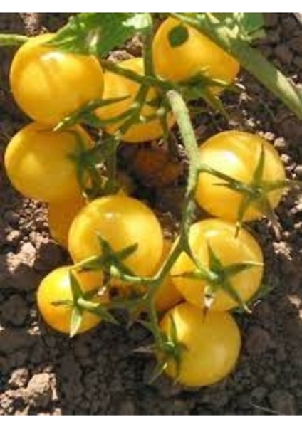 50 Adet Tohum Nadir Organik Sarı Çeri Domates Tohumu Taze Hasat Tohum Hediye Tohum fiyatları