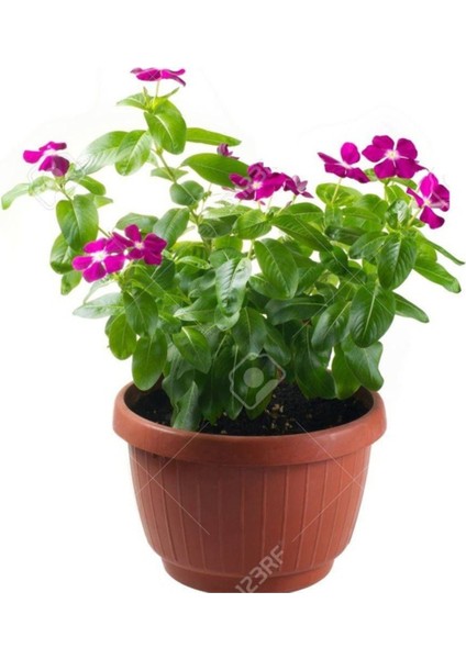 10 Adet Tohum Nadir Kırmızı Rozet Çiçeği Tohumu Mezar Kabir Çiçeği