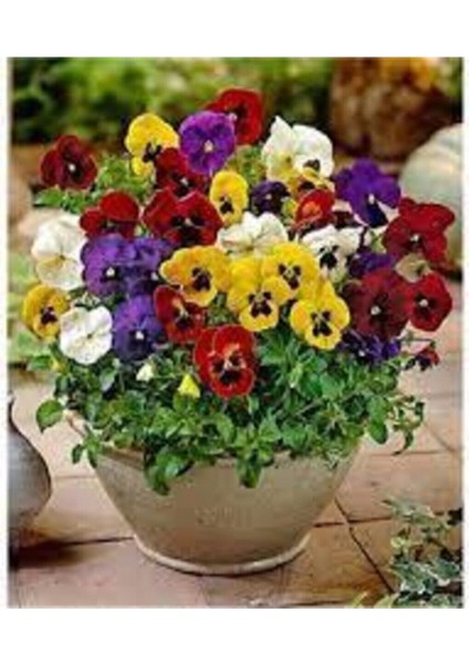 20 Adet Tohum Hercai Çiçek Tohumu Hercai Çiçeği Hediye Saksı Toprak Sürpriz Hediye