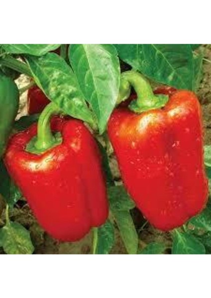 50 Adet Tohum Nadir Kırmızı Dolmalık Biber Tohumu Saksı Toprak Sürpriz Hediye Tohumlu