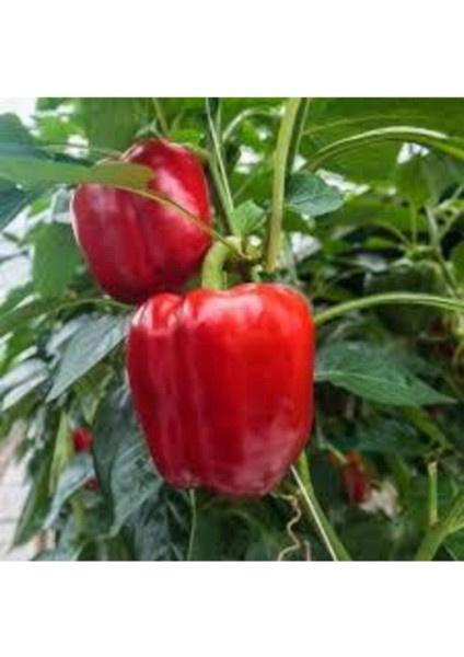 50 Adet Tohum Nadir Kırmızı Dolmalık Biber Tohumu Saksı Toprak Sürpriz Hediye Tohumlu fiyatları