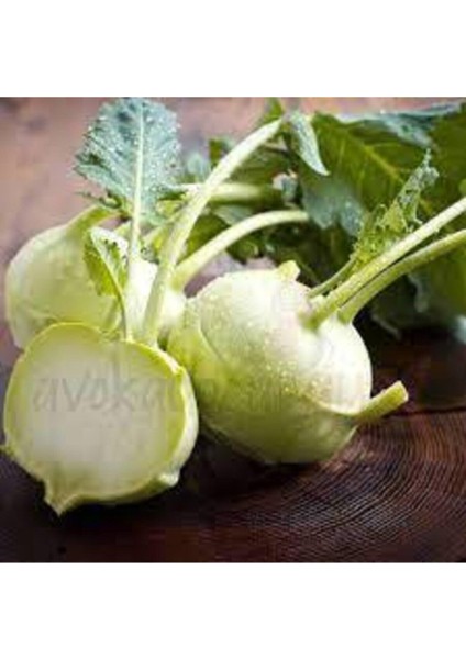 100 Adet Tohum Organik Yeni Sezon Süper Paket Alabaş Turp Tohumu Sürpriz Hediye Tohum fiyatları