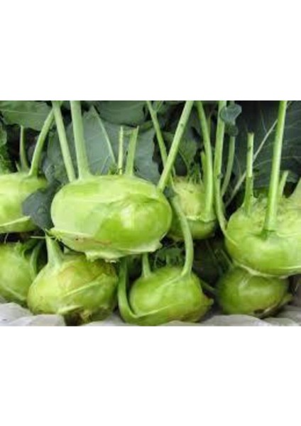 100 Adet Tohum Organik Yeni Sezon Süper Paket Alabaş Turp Tohumu Sürpriz Hediye Tohum modelleri