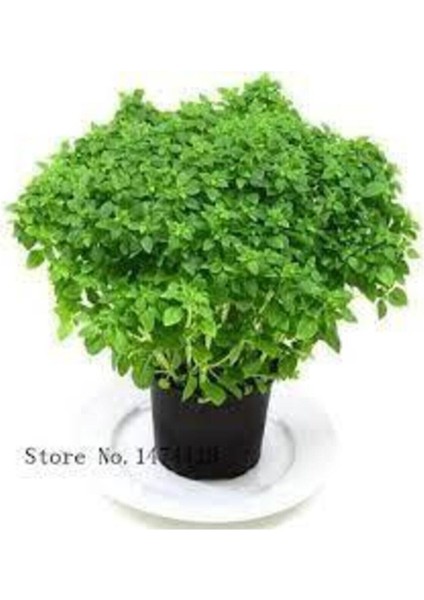 30 Adet Tohum Nadir Yeşil Fesleğen Çiçek Çiçeği Tohumu Yeni Taze Tohumlar Saksı Toprak Hediyemizdir