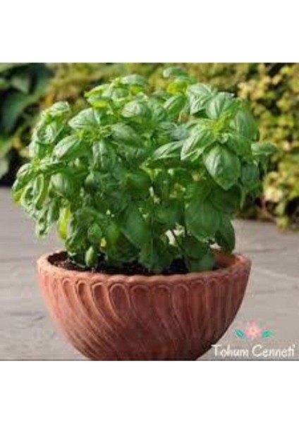 30 Adet Tohum Yeşil Yapraklı Fesleğen Çiçeği Mis Kokulu Fesleğen Çiçeği Sürpriz Hediye Tohumlu fiyatları