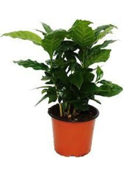 5 Adet Tohum Nadir Bonsai Bulunan Kahve Ağacı Tohumu Kahve Ağaç Tohum Hediye Tohumlu