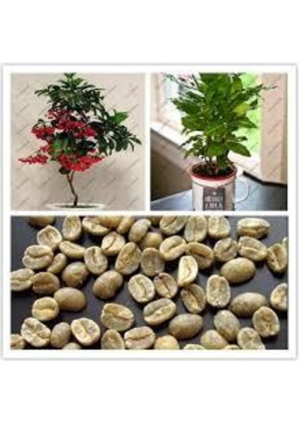 5 Adet Tohum Nadir Bonsai Bulunan Kahve Ağacı Tohumu Kahve Ağaç Tohum Hediye Tohumlu fiyatları