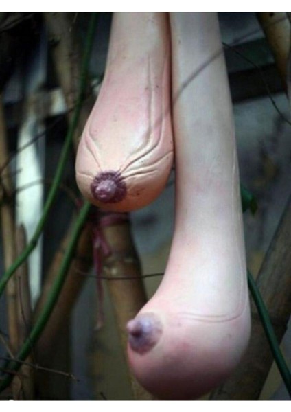 5 Adet Tohum Organik Vietnam Kadın Göğüs Süs Su Kabak Tohumu Saksı Toprak Hediye