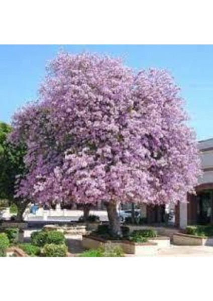 10 Adet Tohum Nadir Orkide Ağaç Bonsai Ağaç Tohumu Saksı Toprak Hediyemizdir fiyatları