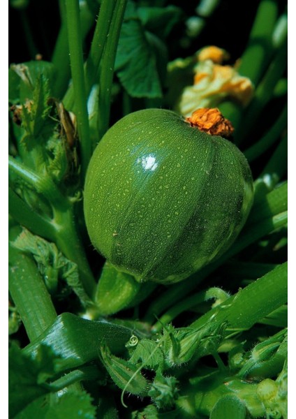 10 Adet Tohum Dolmalık Nadir Topak Kabak Tohumu Kabak Tohumu Topak Kabak Tohumu Hediye Tohumludur