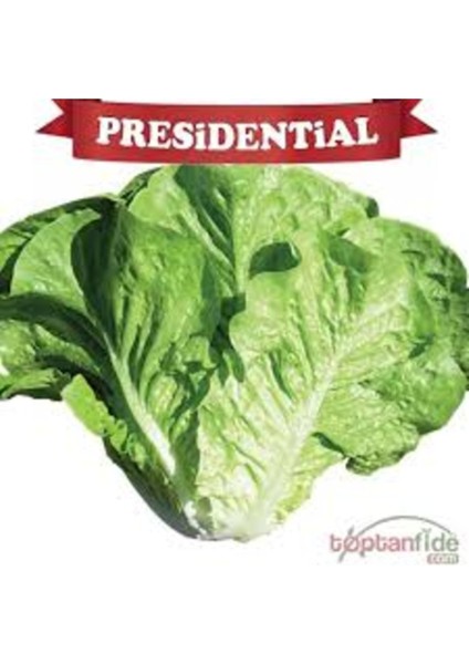 100 Adet Tohum Nadir Yağlı Kıvırcık Organik Marul Tohumu Organik Tarım